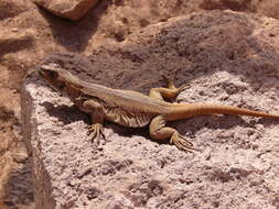 Image of Mountain lizards