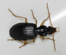 Image of Ground beetle