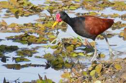 Image of Wattled Jacana