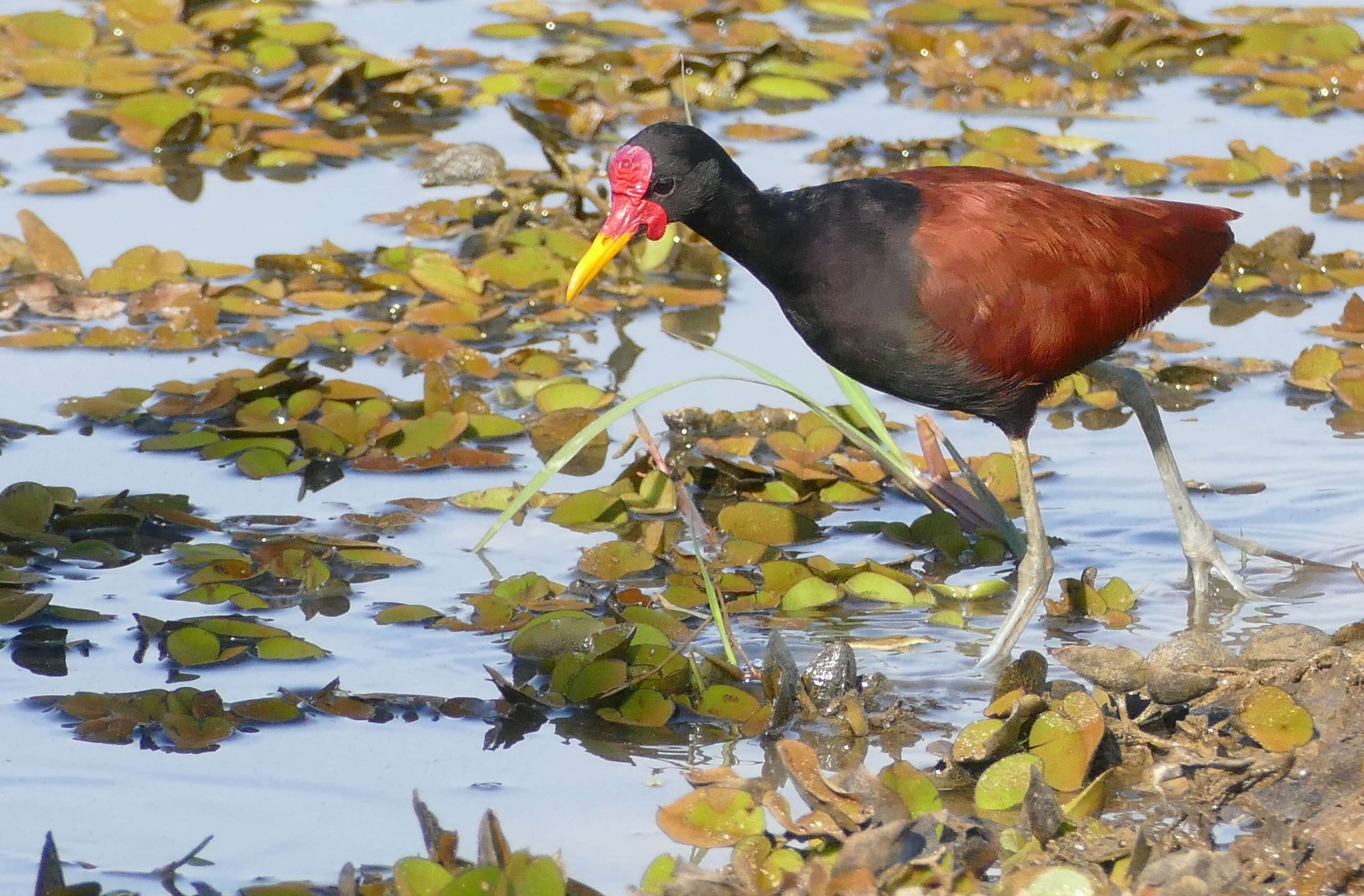 Image of Wattled Jacana