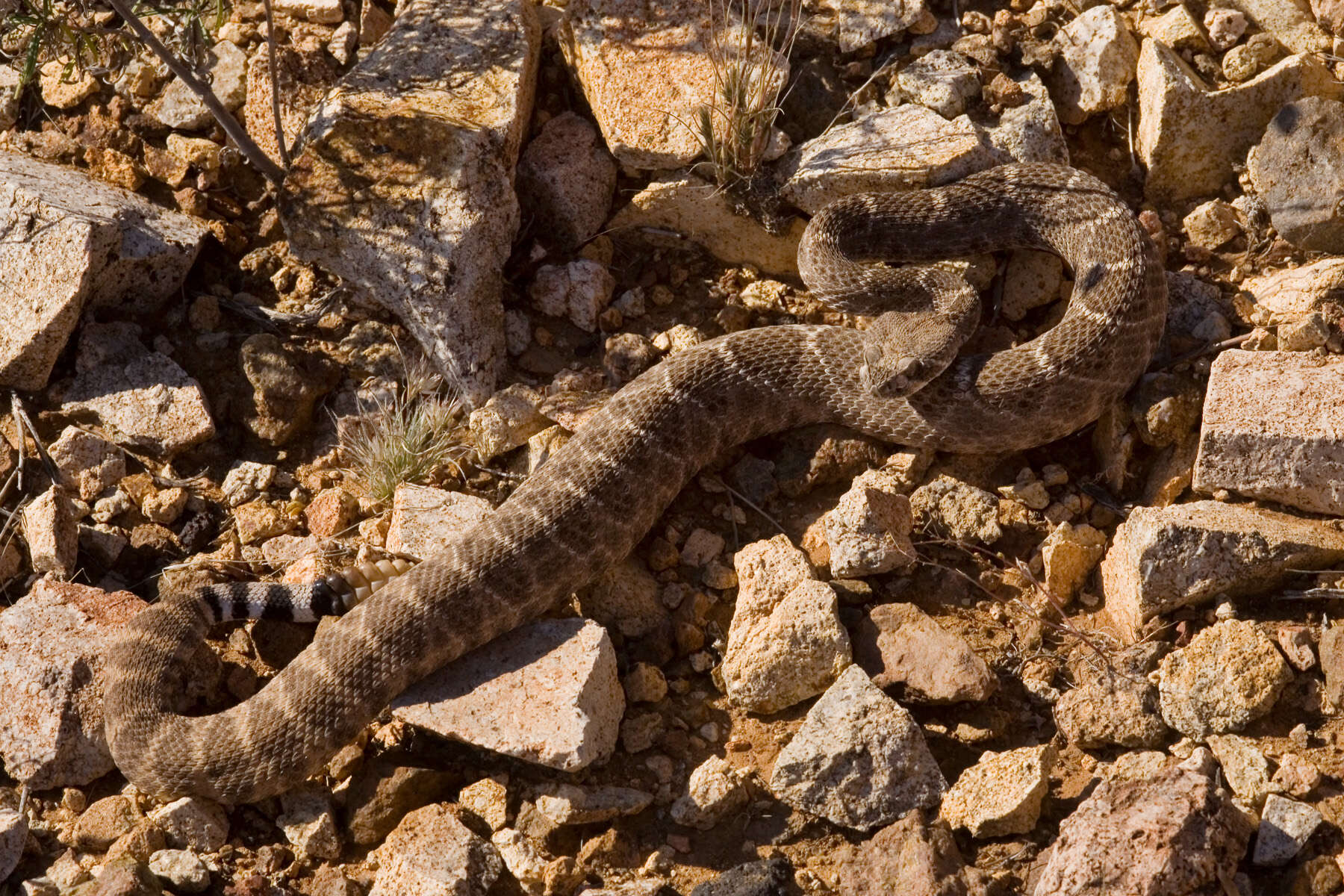 Image of Western Diamond-backed Rattlesnake