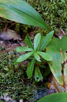 Image of pipsissewa