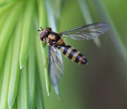 Image of Banded Meliscaeva