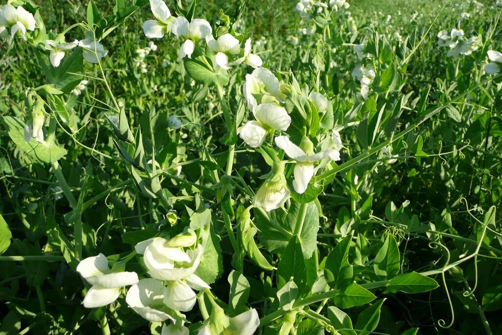 Plancia ëd Pisum sativum var. macrocarpum