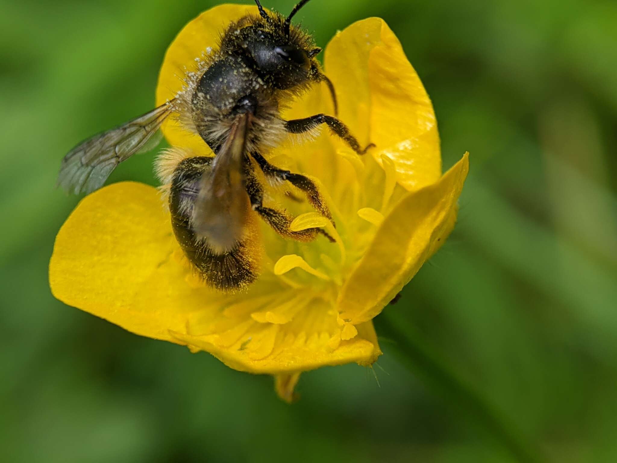 Image of Osmia rufa (Linnaeus 1758)