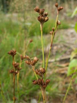 Juncus squarrosus L. resmi