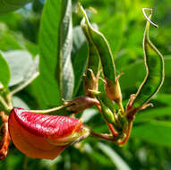 Image of pigeonpea