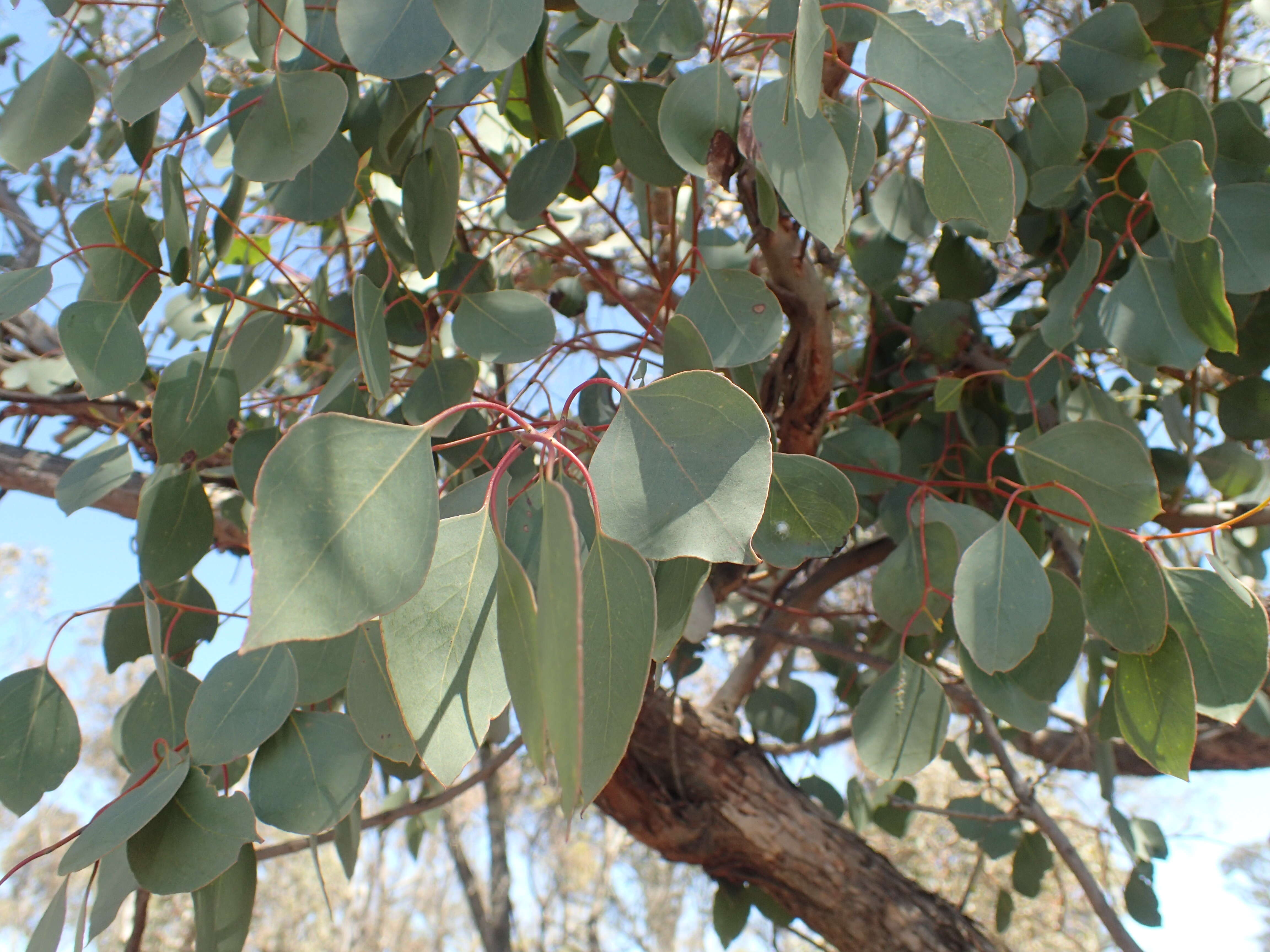 Image of Eucalyptus magnificata L. A. S. Johnson & K. D. Hill