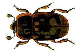 Image of Sap-feeding beetle