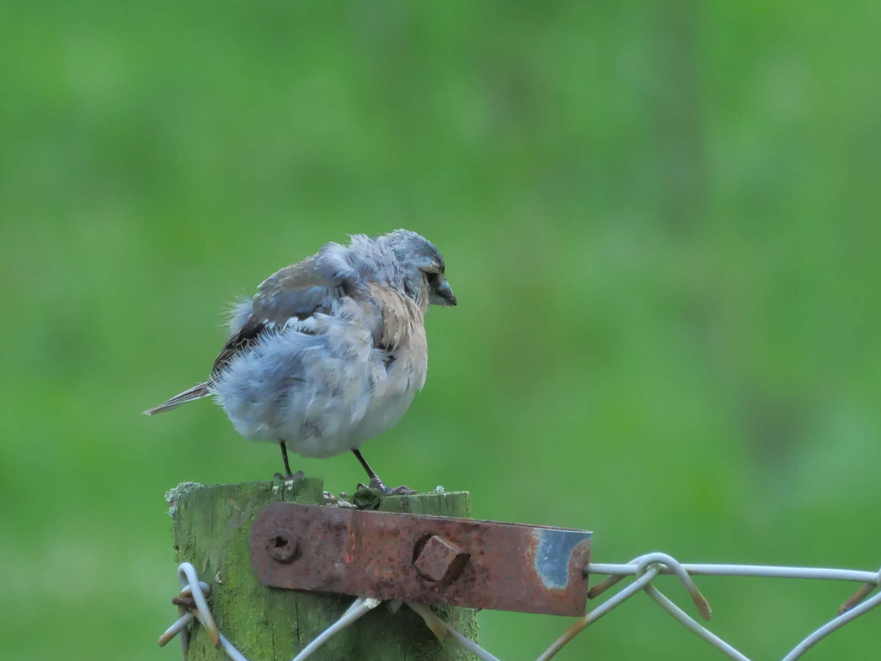 Image of Fringilla coelebs moreletti Pucheran 1859