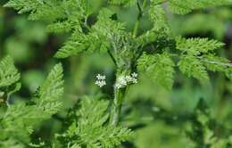 Image of bur chervil