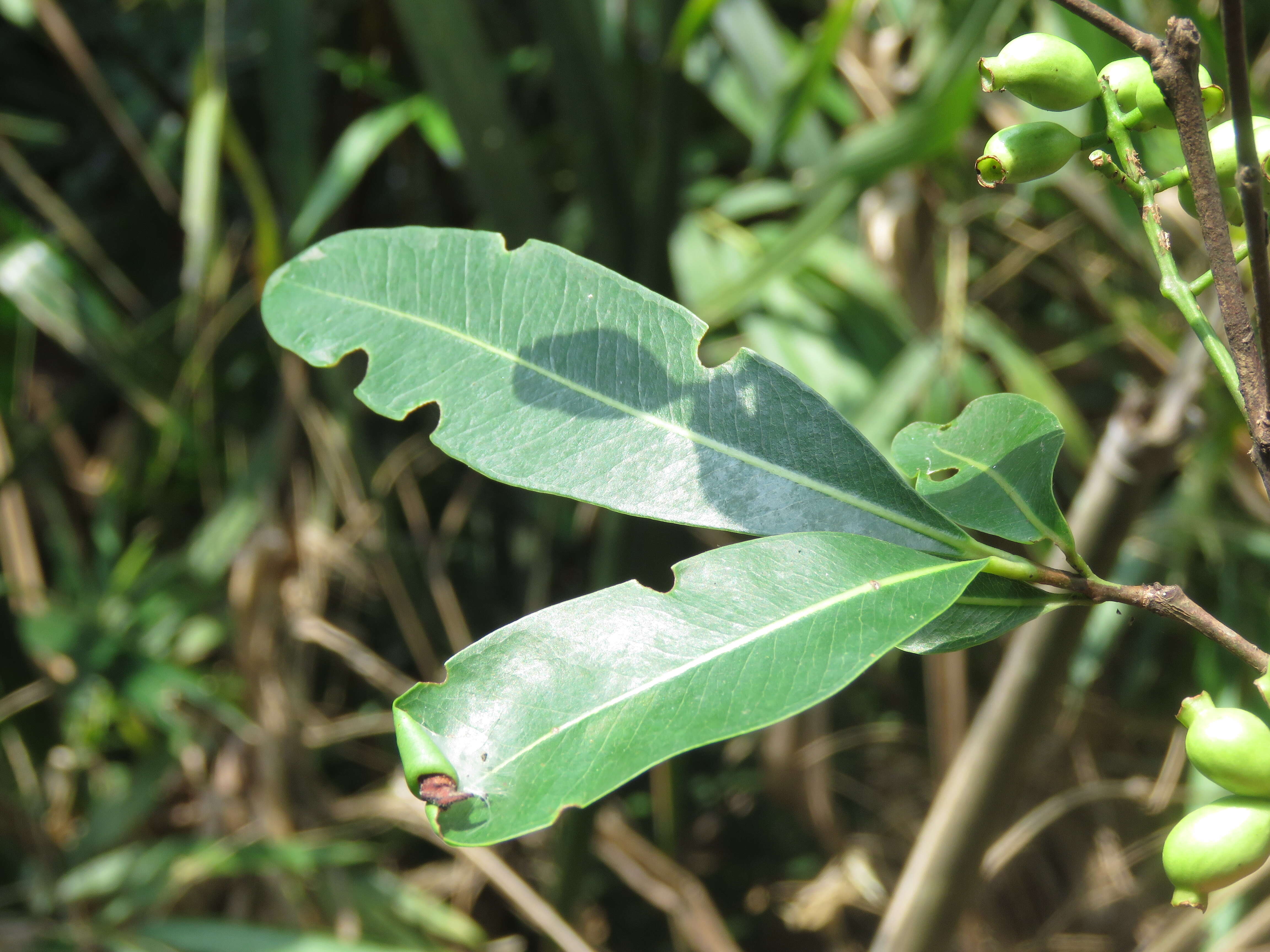 Image de Syzygium salicifolium (Wight) J. Grah.