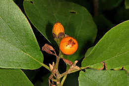 Image of Grey-leaved cordia