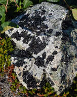 Image of navel lichen