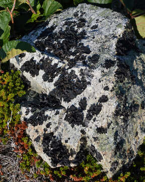 Image of navel lichen