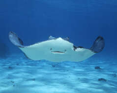 Image of Southern stingray