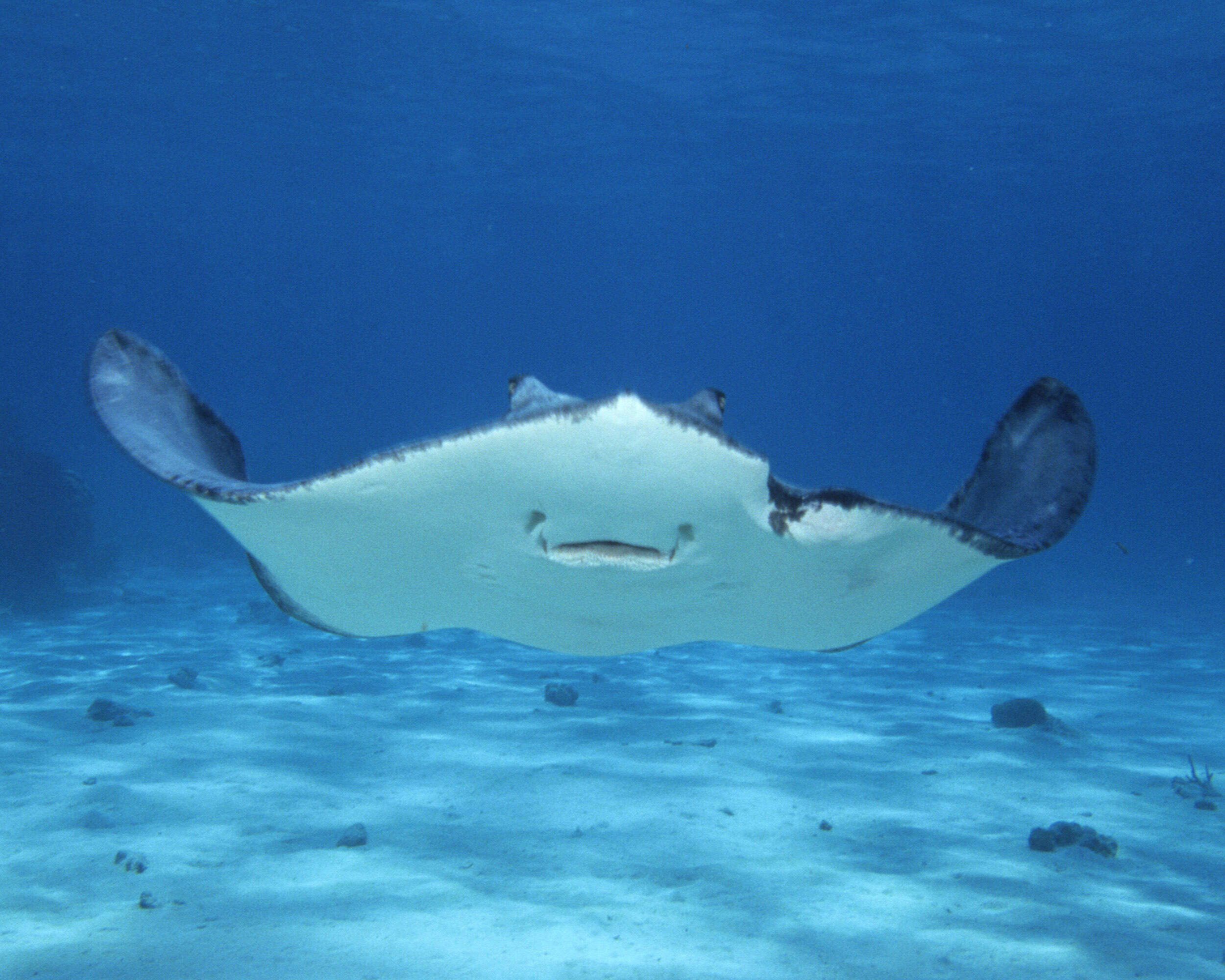 Image of Southern stingray