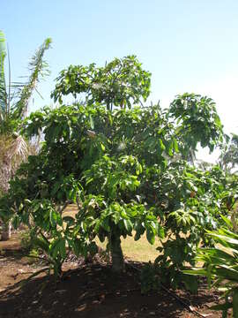 Image of Guiana-chestnut