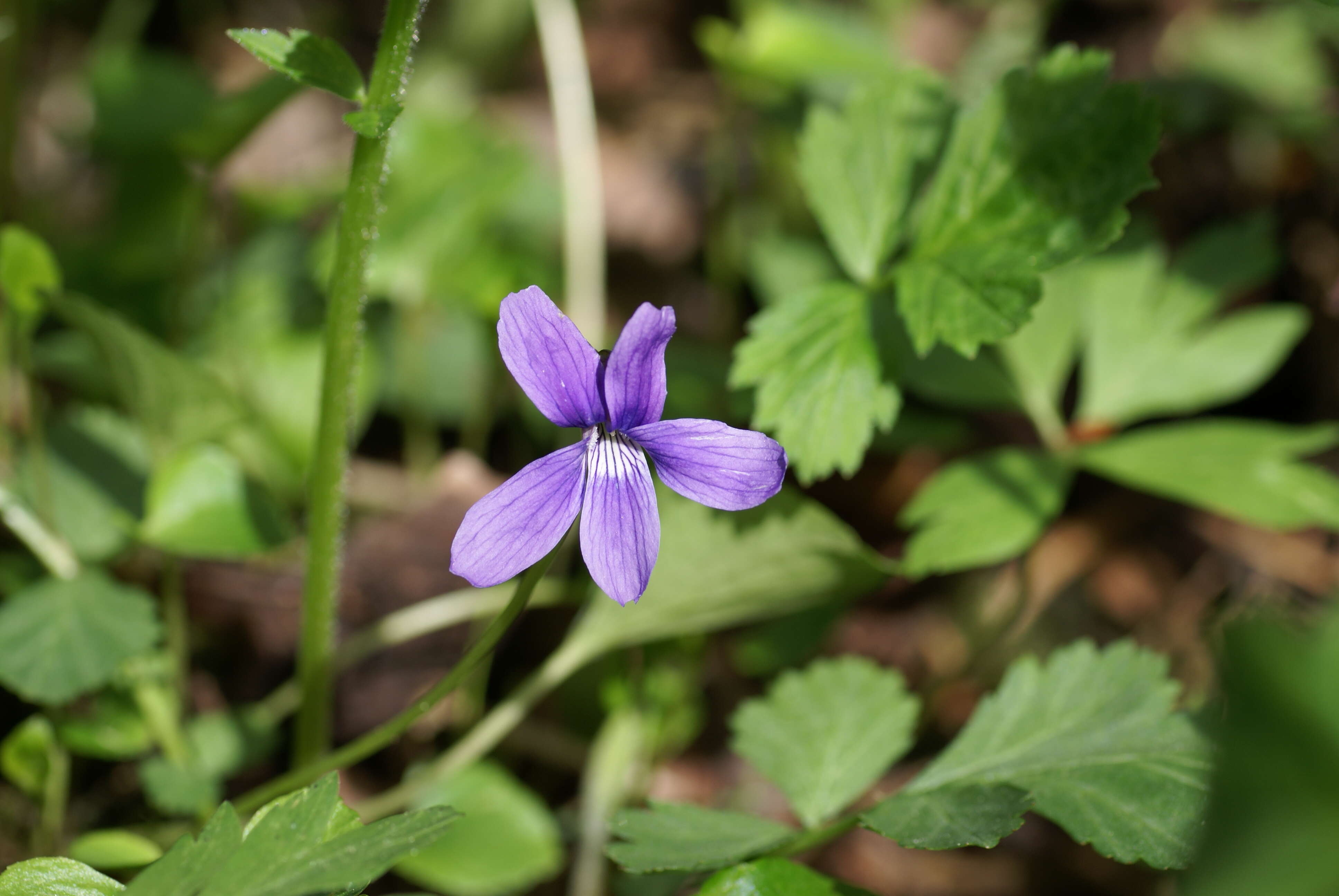 Image de Viola uliginosa Besser