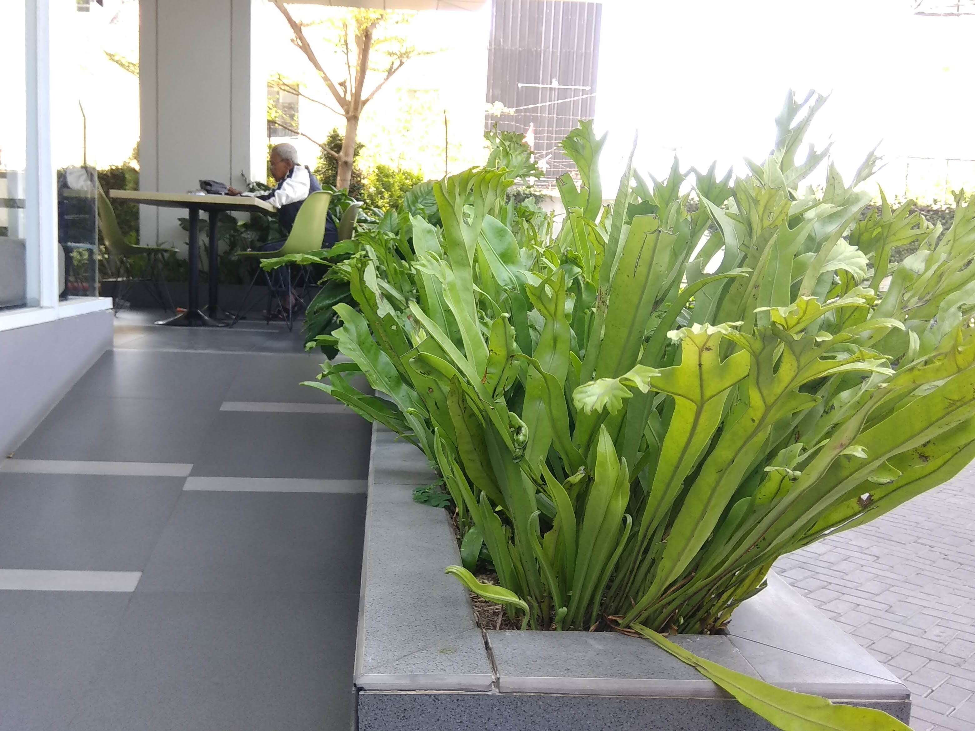 Image of climbing birdsnest fern