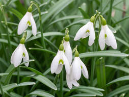 Image of giant snowdrop