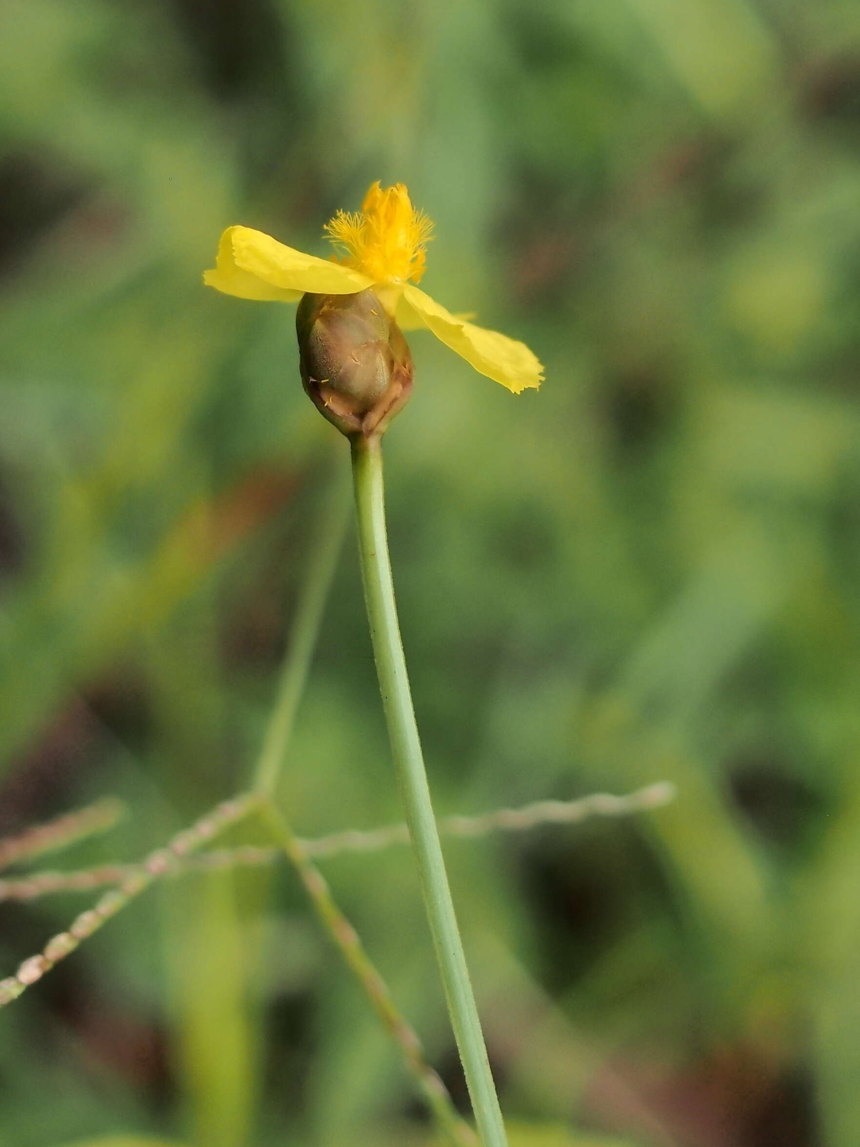 Image of Xyris juncea R. Br.