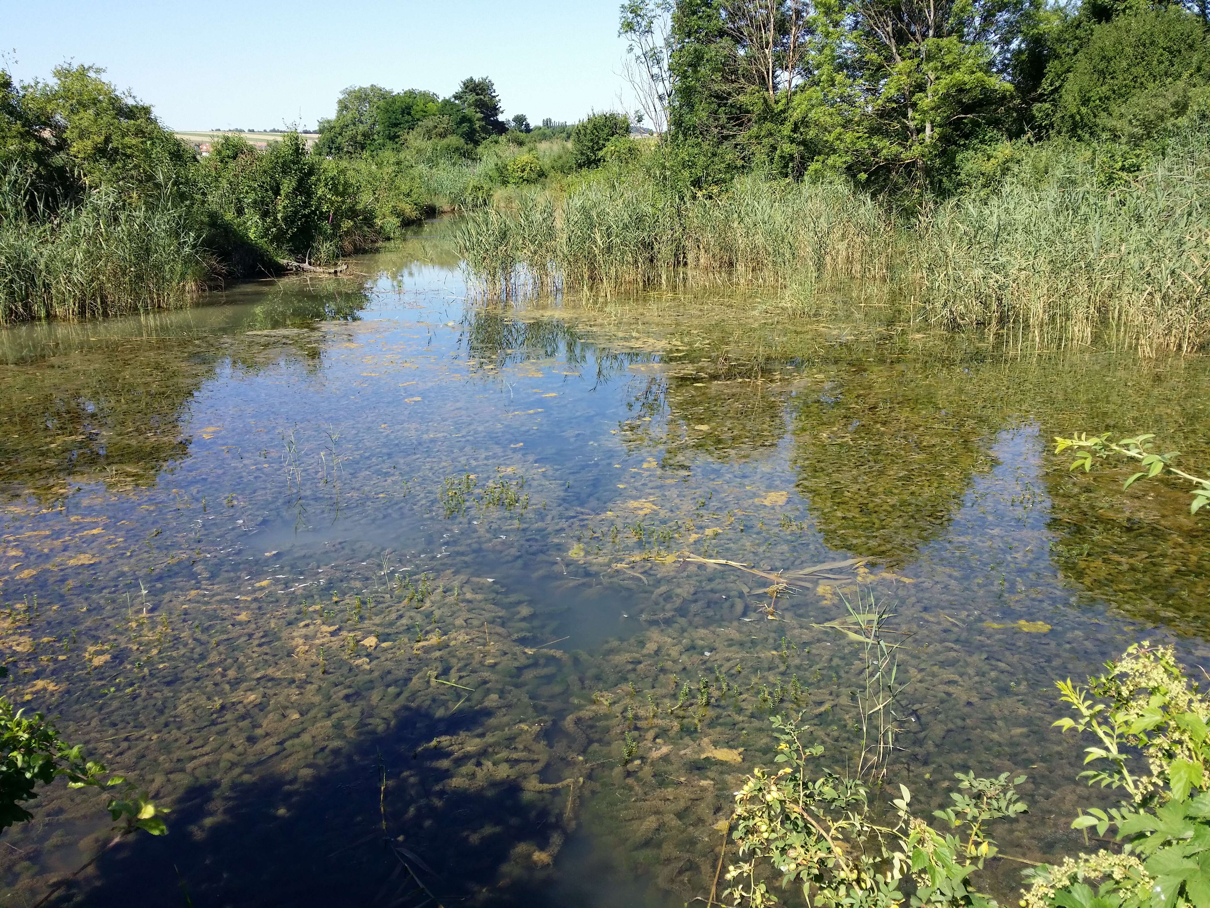 Image of twoleaf watermilfoil