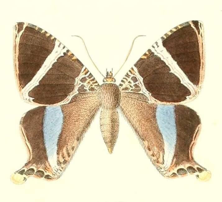 Image of Coronidia orithea Cramer