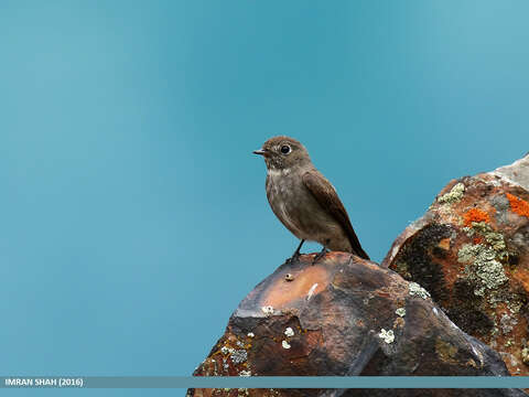 Image of Dark-sided Flycatcher