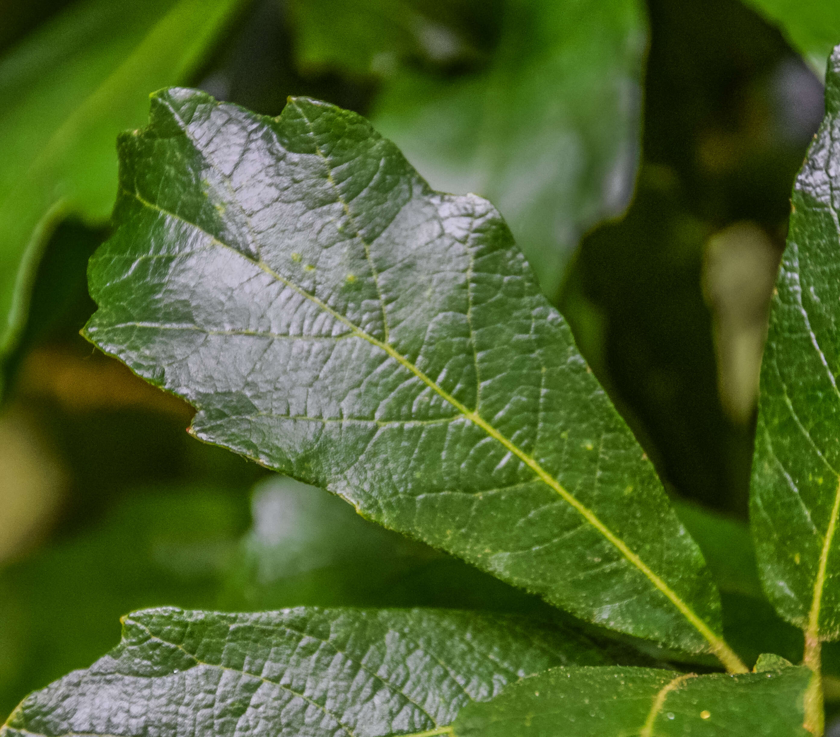 Слика од Quercus glabrescens Benth.