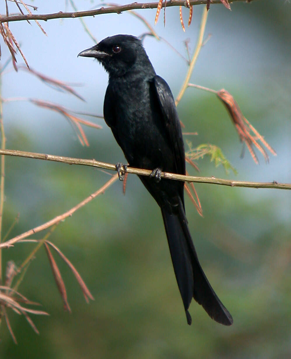 Image of Black Drongo