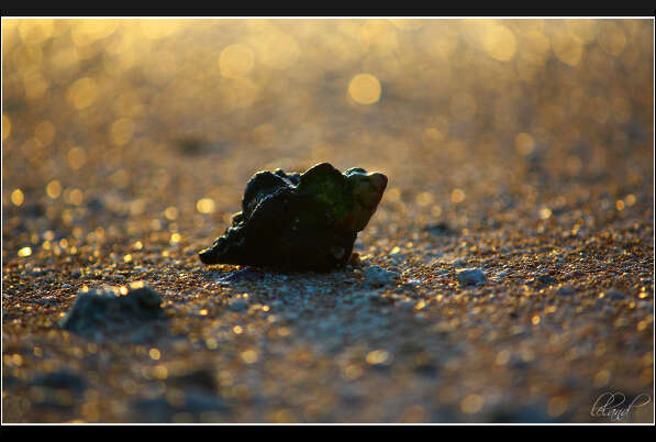 Image of Hermit Crabs