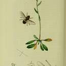 Image de Gasterophilus nasalis (Linnaeus 1758)