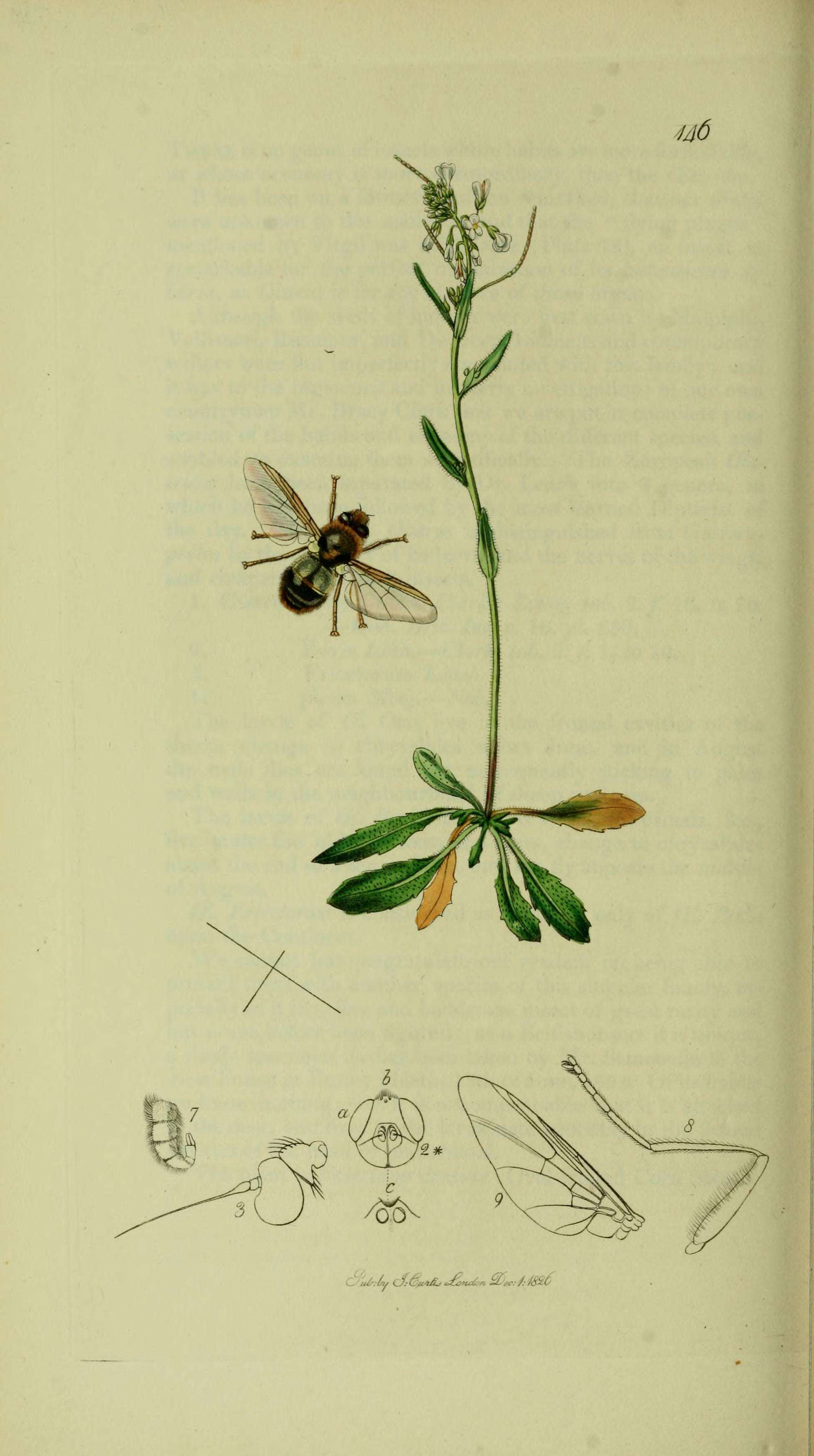 Image de Gasterophilus nasalis (Linnaeus 1758)
