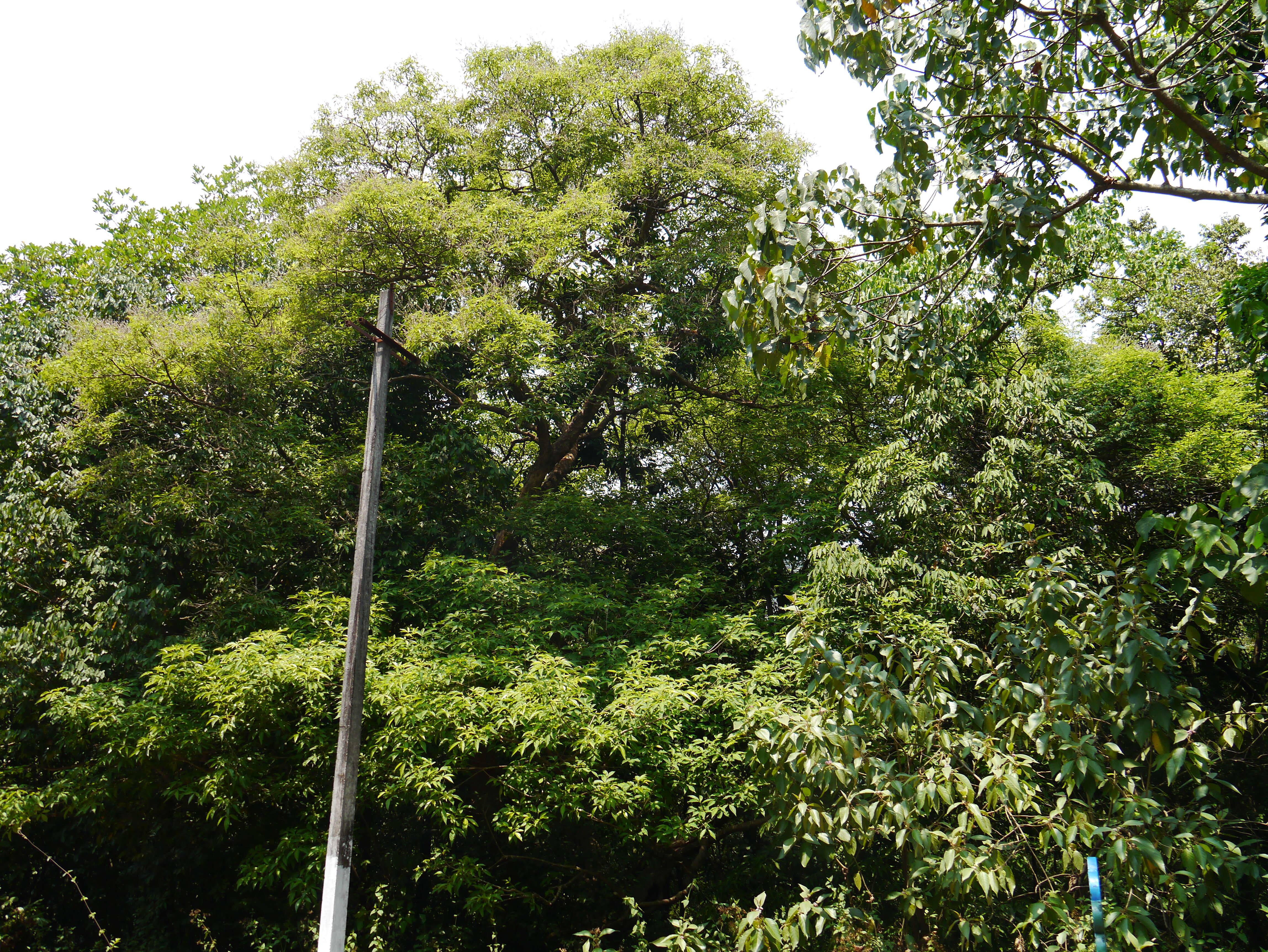 Image of Vitex altissima L. fil.