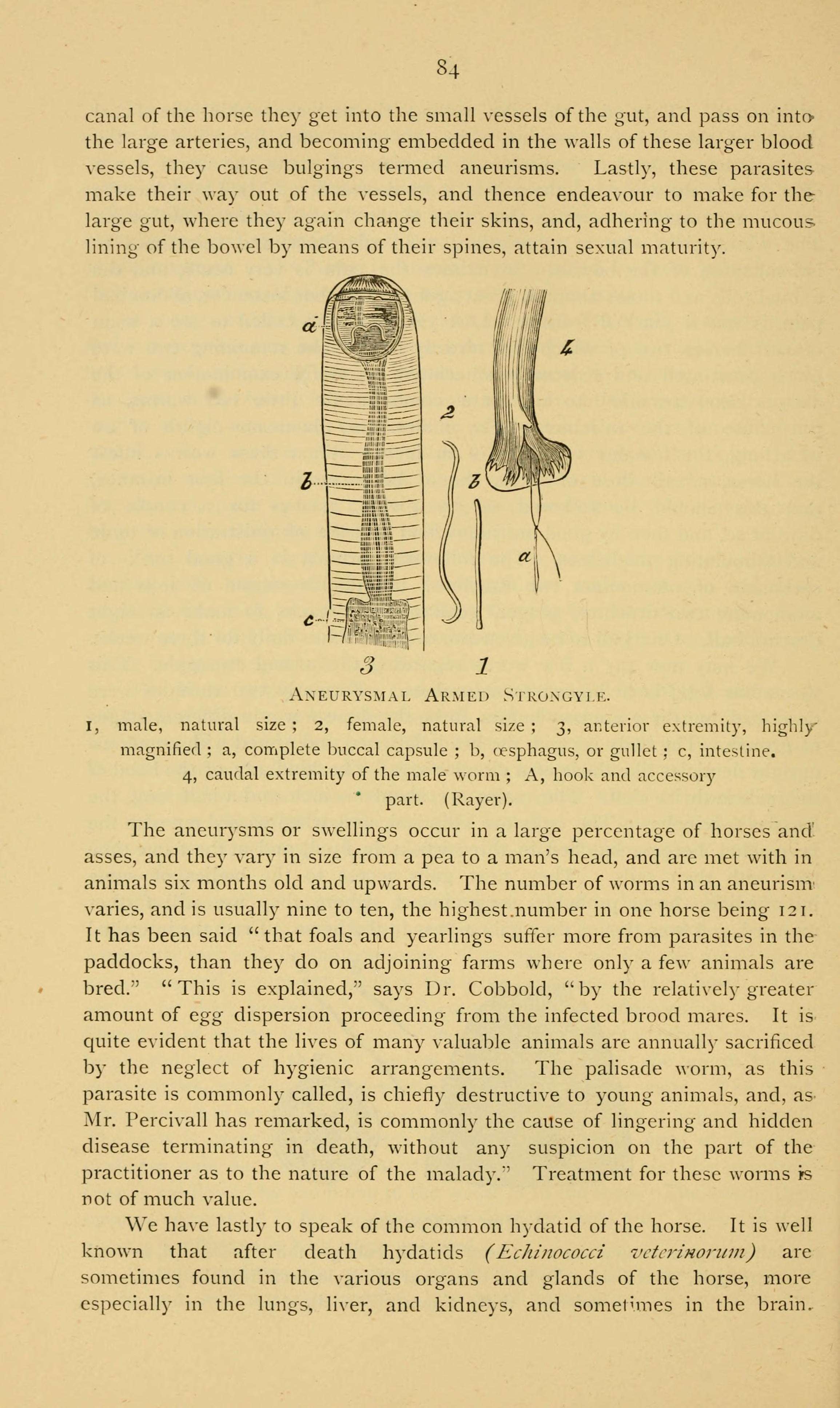 Sivun Strongylidae kuva