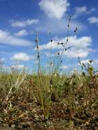 Image of sand rush