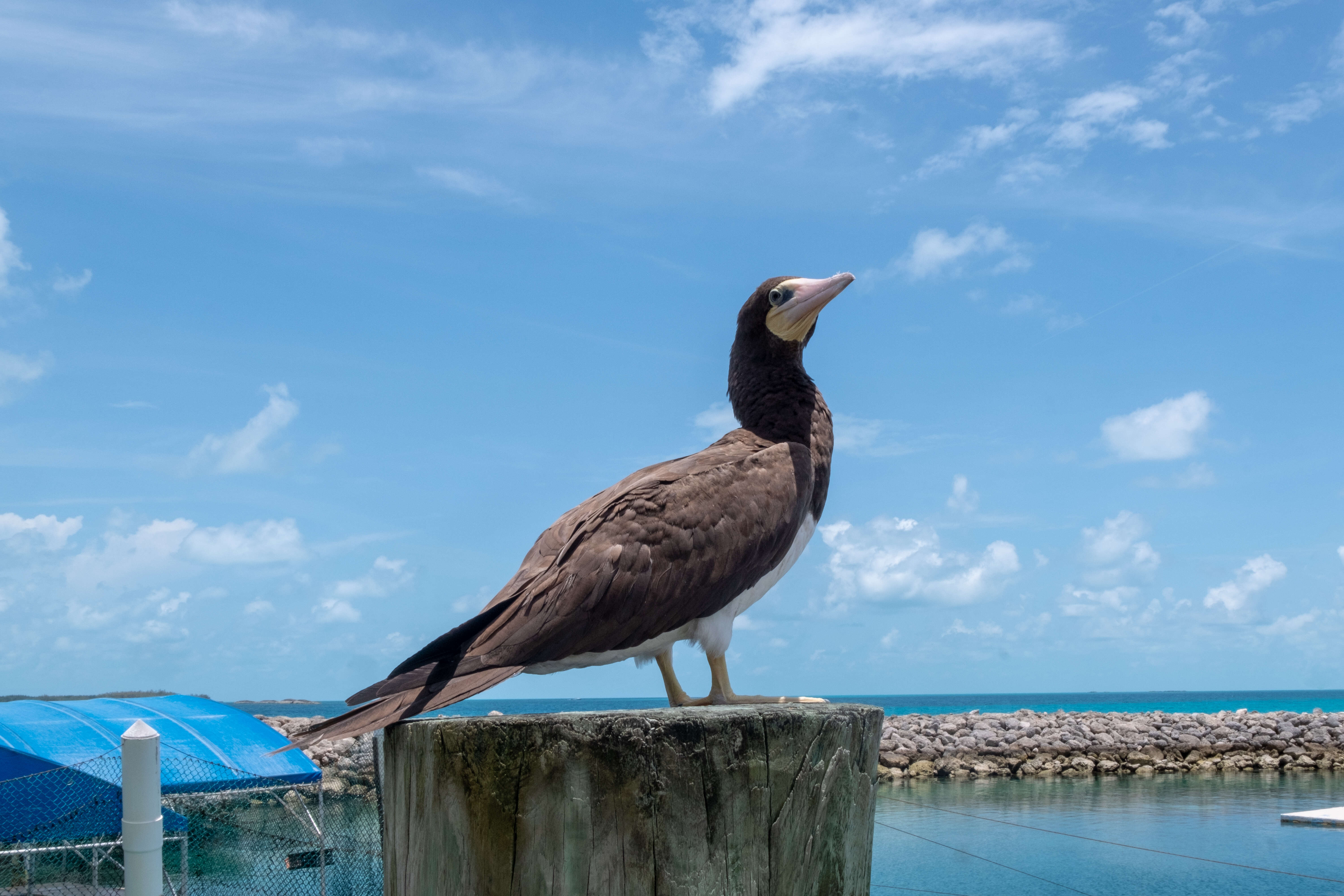 Image of Brown Booby