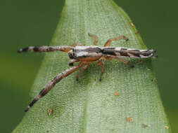 Image of Pike Slender Jumper