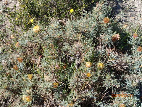 Image of Banksia catoglypta (A. S. George) A. R. Mast & K. R. Thiele