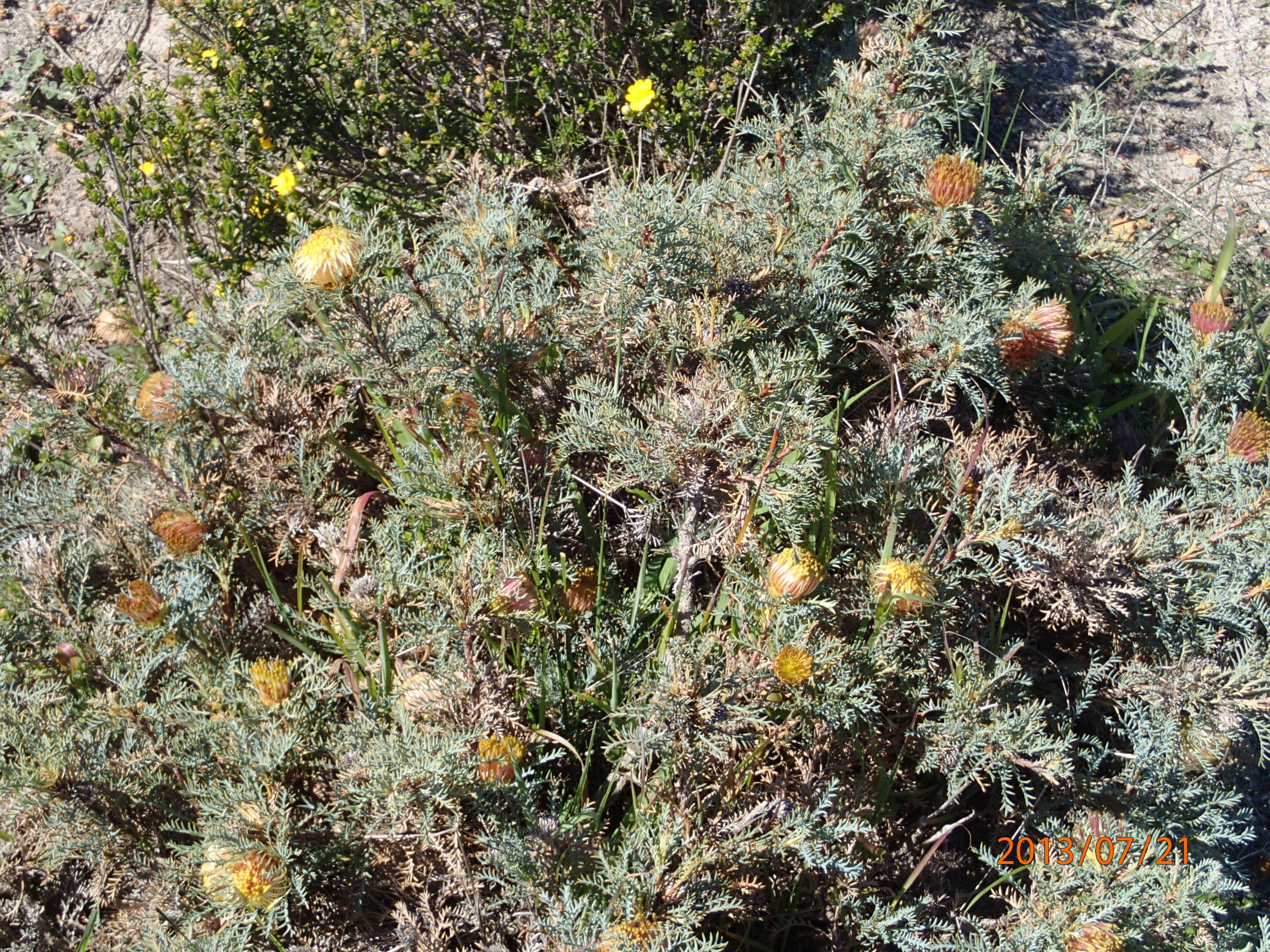 Image of Banksia catoglypta (A. S. George) A. R. Mast & K. R. Thiele