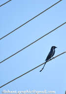 Image of Black Drongo