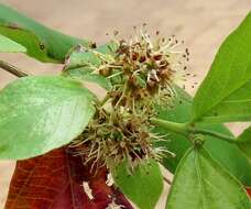 Image de Combretum erythrophyllum (Burch.) Sond.