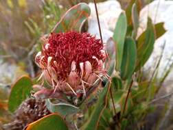 Image of Protea lorifolia (Salisb. ex Knight) Fourc.