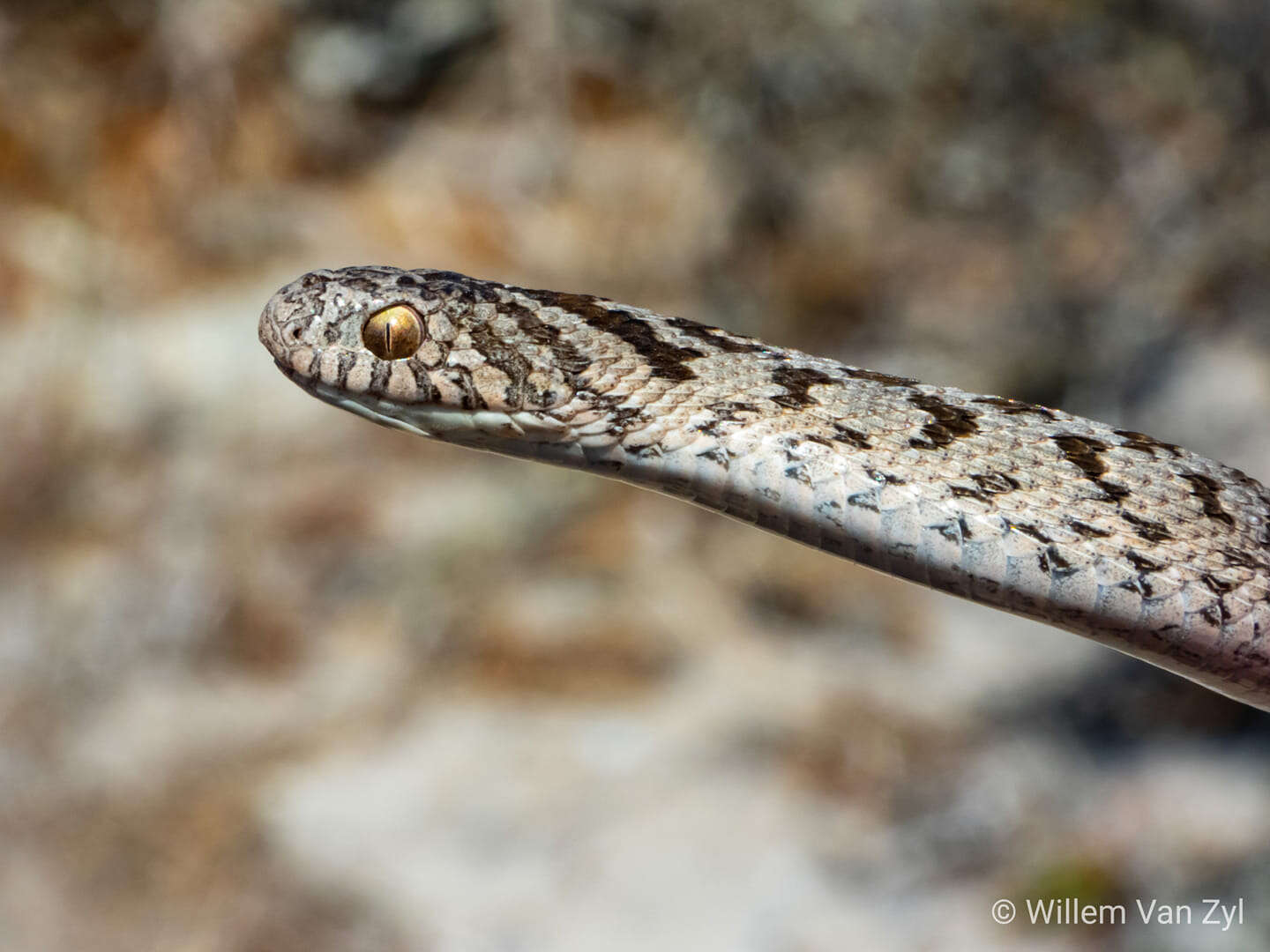 Plancia ëd Dasypeltis scabra (Linnaeus 1758)