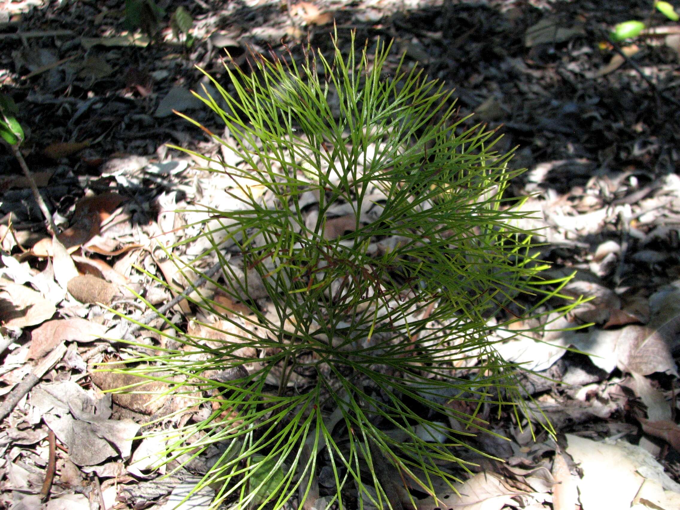 Imagem de Schizaea dichotoma (L.) Sm.