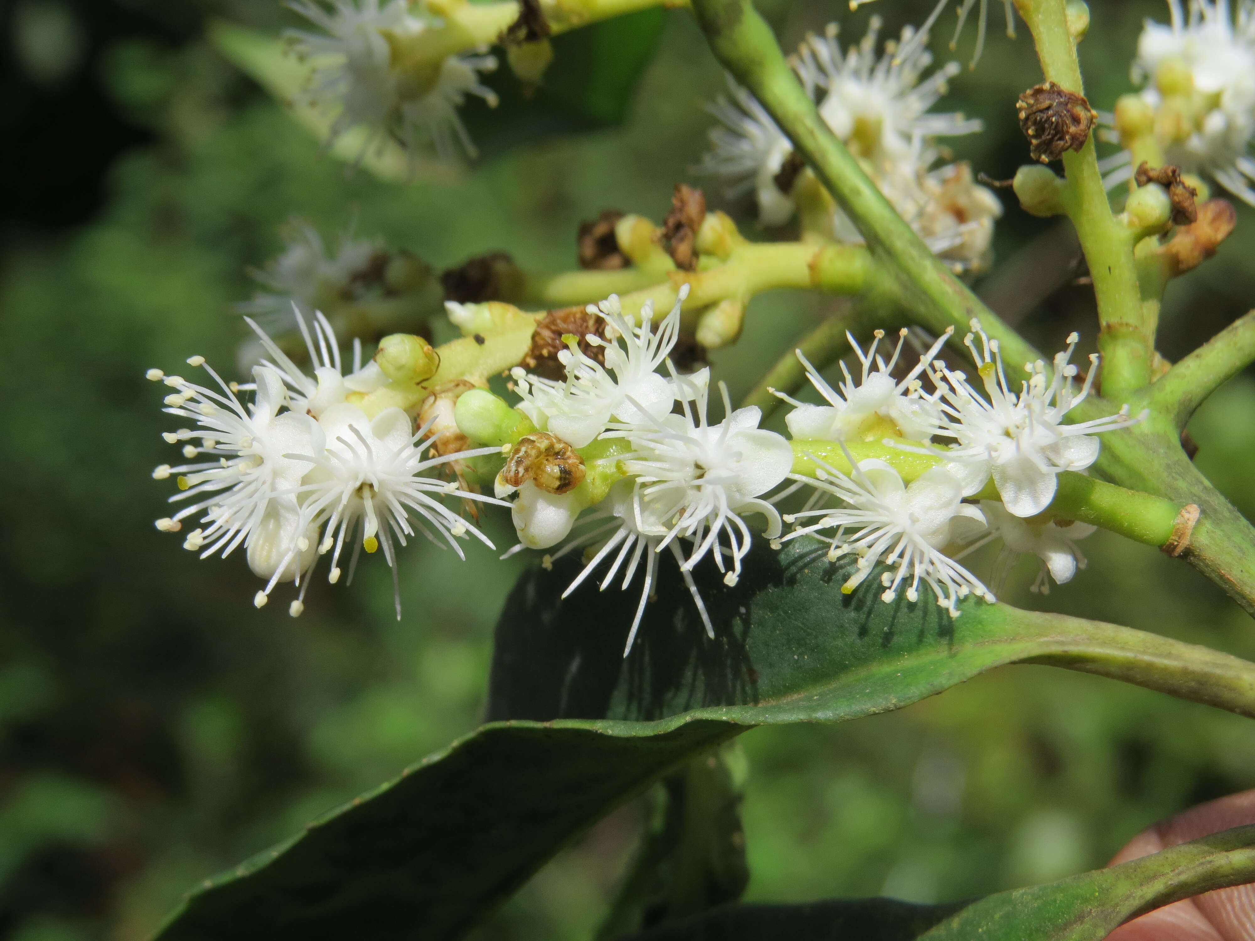 Image of Symplocos cochinchinensis (Lour.) Moore