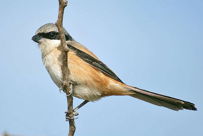 Image of true shrikes