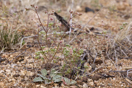 Imagem de Eriogonum thurberi Torr.