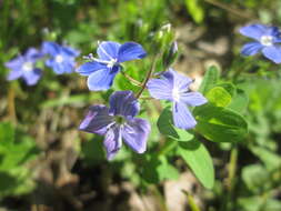 Image of bird's-eye speedwell